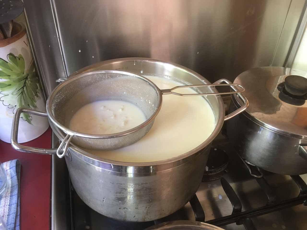 Kefir grains being used to culture milk in preparation for making cheese. The grains are submerged in the milk but being held at the surface by a hemispherical metal sieve.