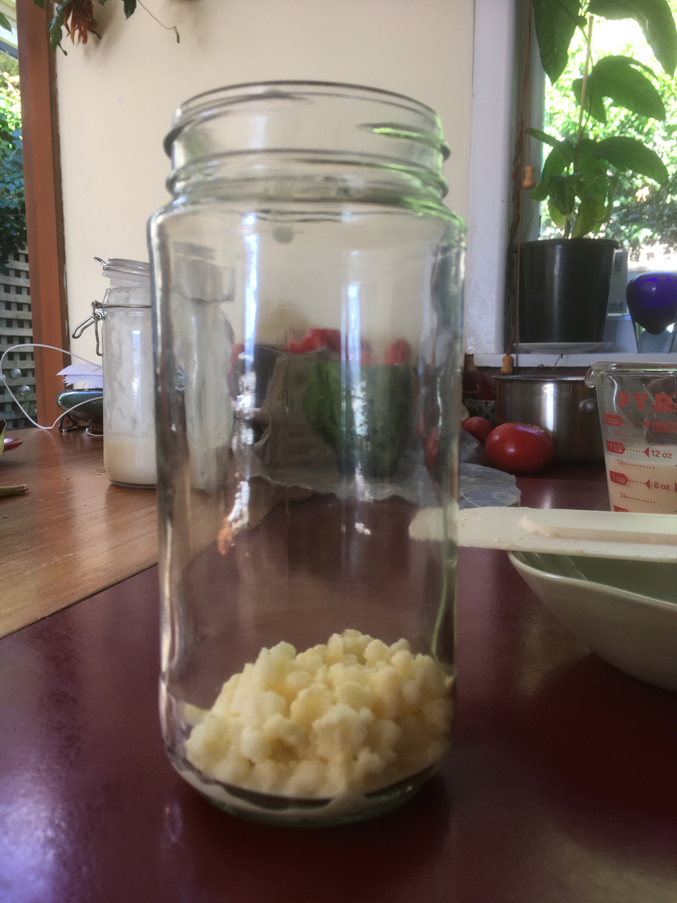 Closeup view of Kefir granules sitting in a clean glass jar. The jar is sitting on a kitchen bench that has a variety of fruit, utensils and potted plants in the background. 